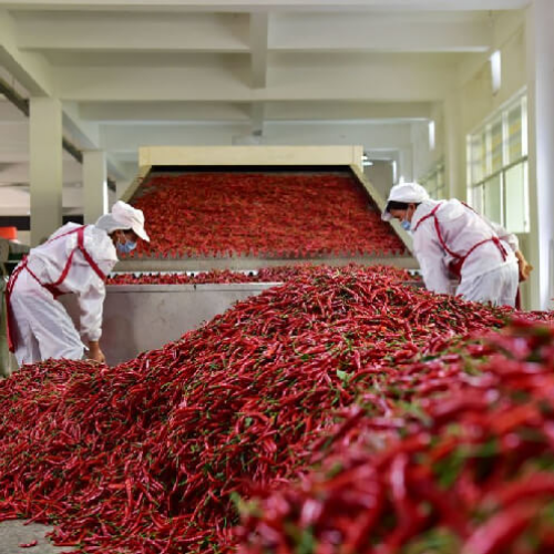 Shri Balaji Dry Red Chilli Supplier